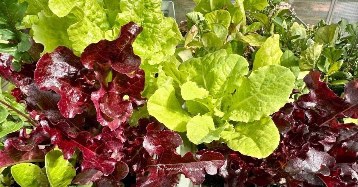 Gardening Foodie harvest of fresh greens from container gardening ready for harvest.