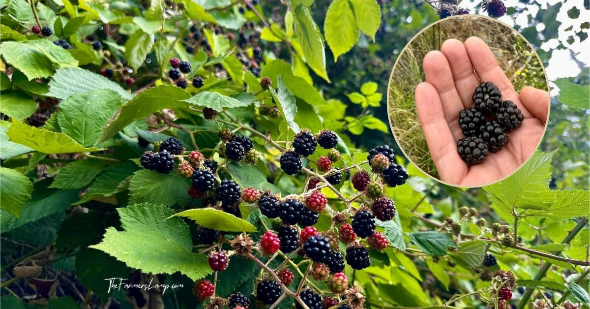 Gardening Foodie harvest of fresh blackberries on the bush and in hand from foraging beyond the cultivated garden areas.