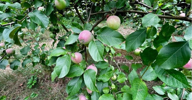 Preserving Food like these homegrown apples on the tree.