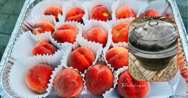 Preserving Food peaches and water bath canner
