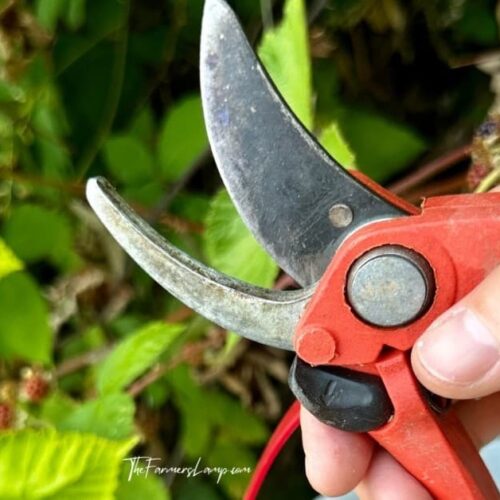 List Garden Tools example of hand shears.