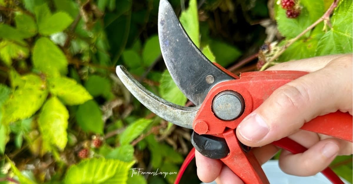 List Garden Tools example of hand shears.