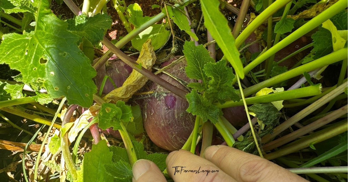 List Garden Tools beet in ground with hand pulling greens back to see root.