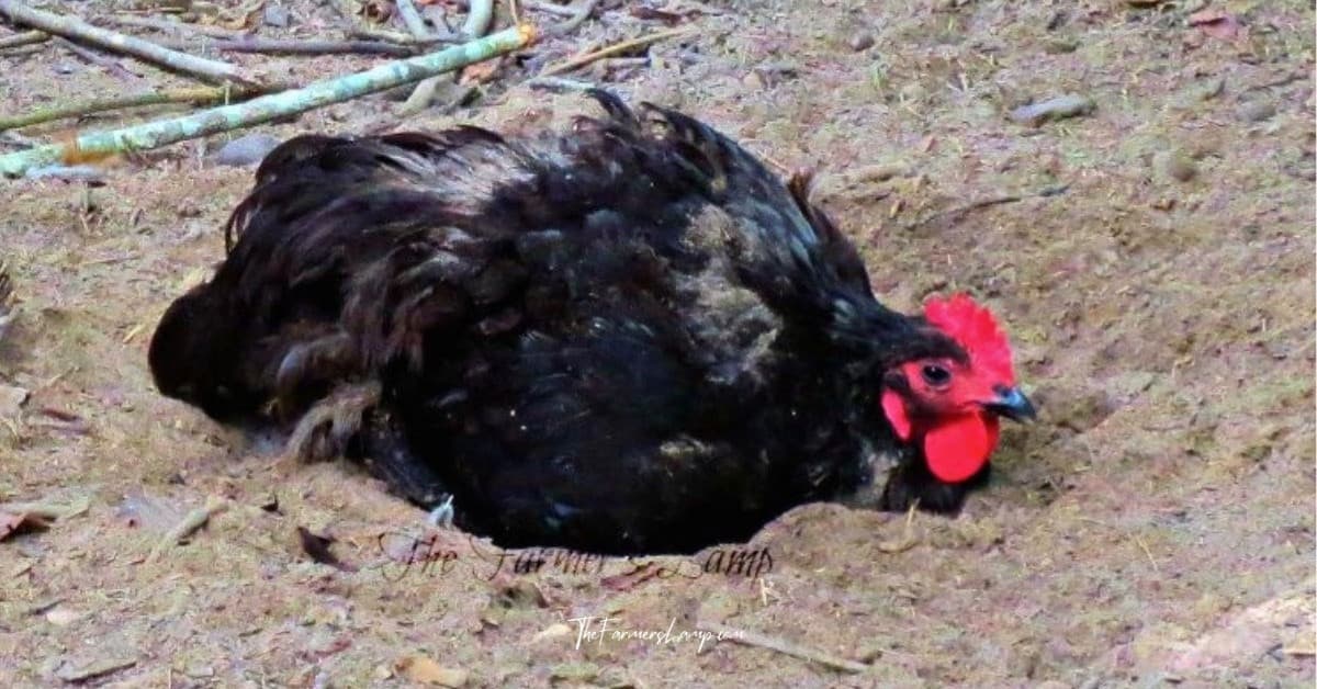 chicken dust bathing recipe in action with black chicken bathing.