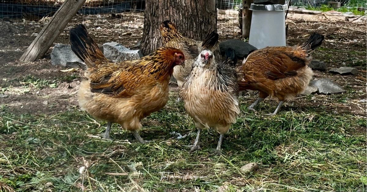 chicken-dust-bath-recipe-2