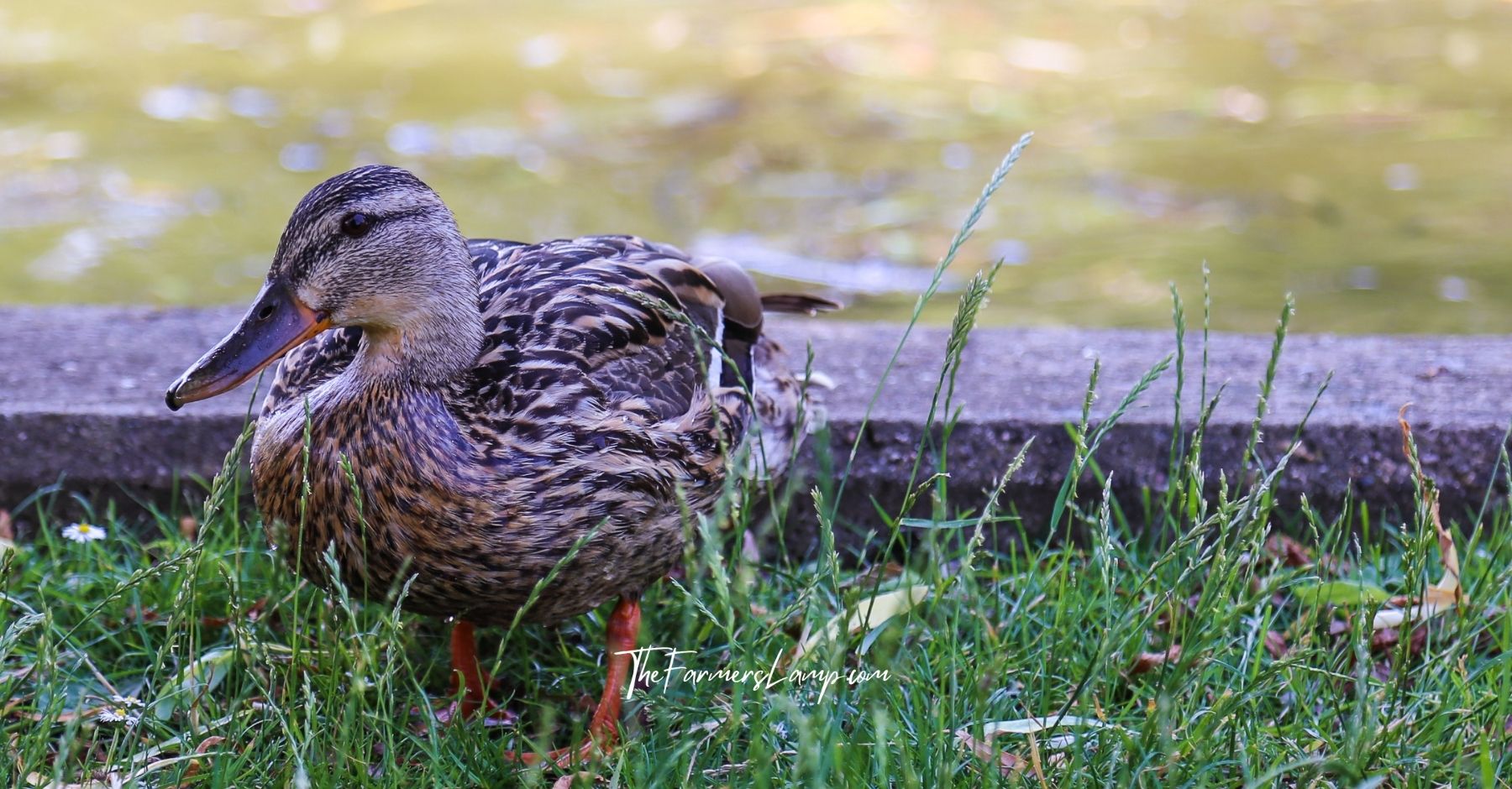 Solo duck on long green grass.