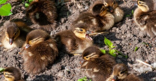 Ducklings all fluffy and cute, a fun part of raising ducks.