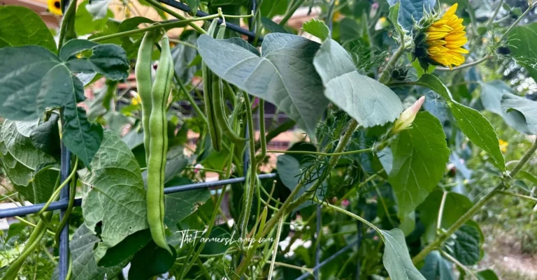 Is Growing Vegetables Easy? - Green string bean, sunflower starting to bloom, and garden trellis.