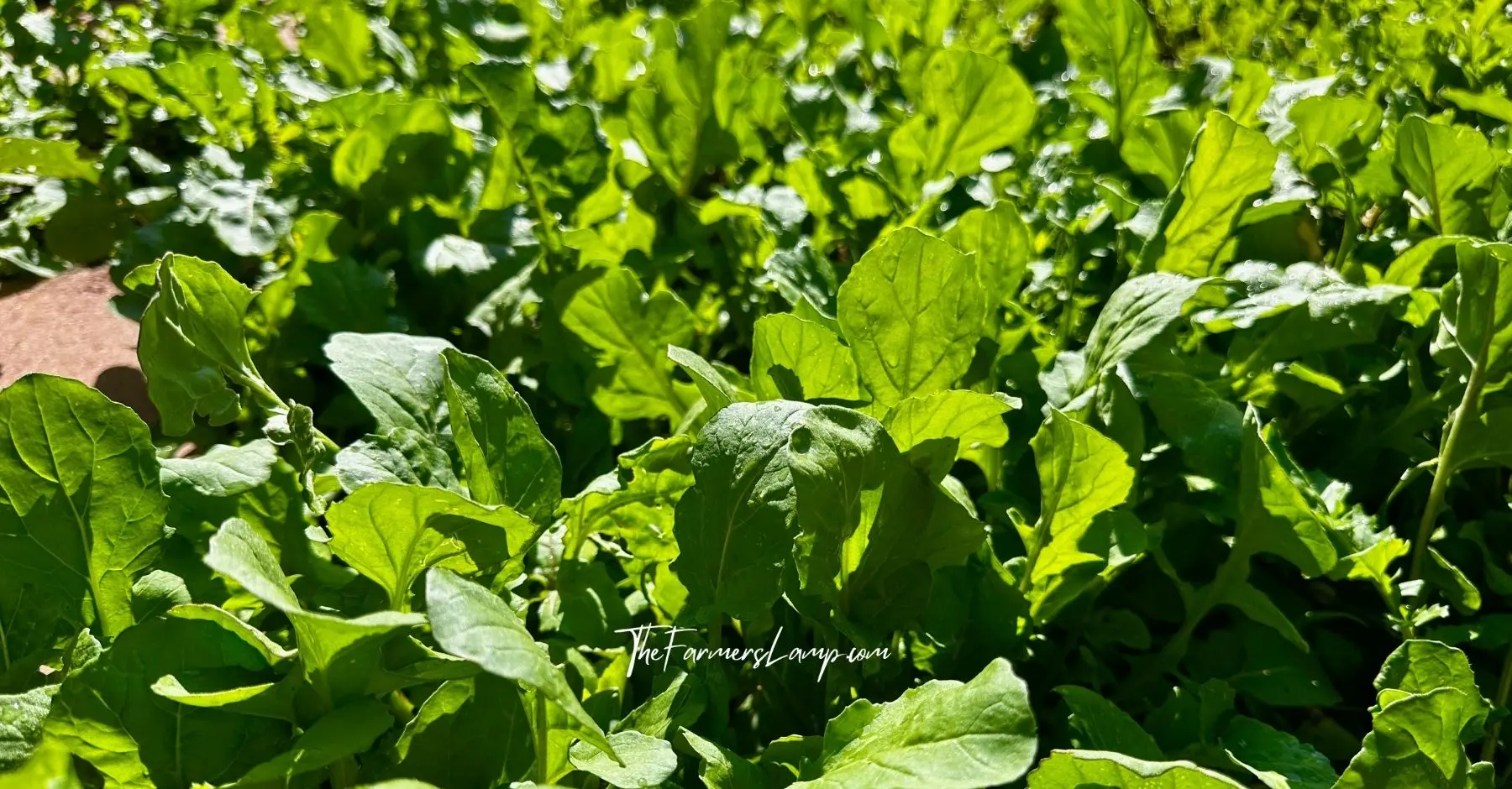 Is Growing Vegetables Easy? - Arugula plants at harvest stage in a home garden.