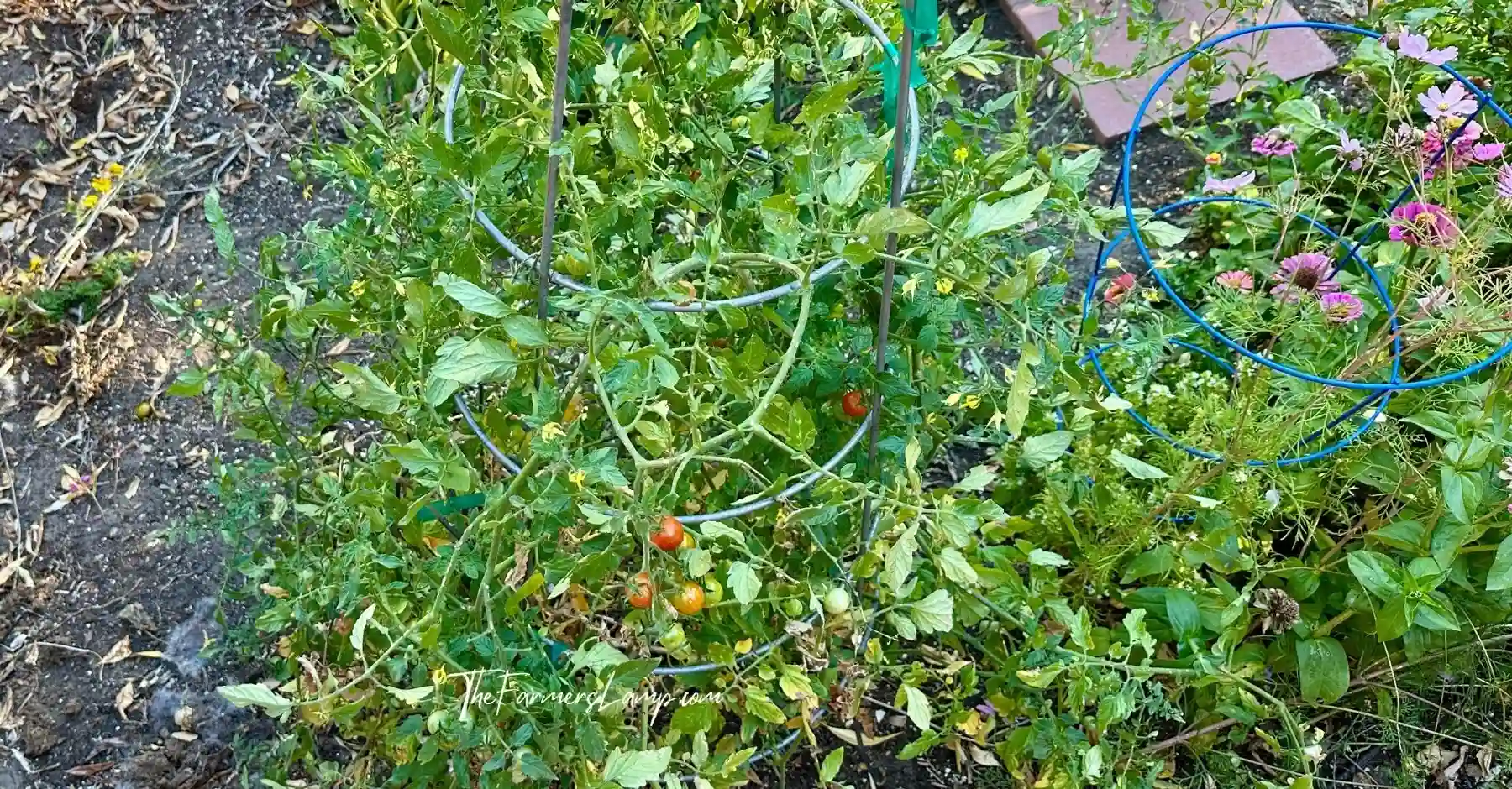 Is Growing Vegetables Easy? - Cherry tomatoes in a garden near mid-season for growth.