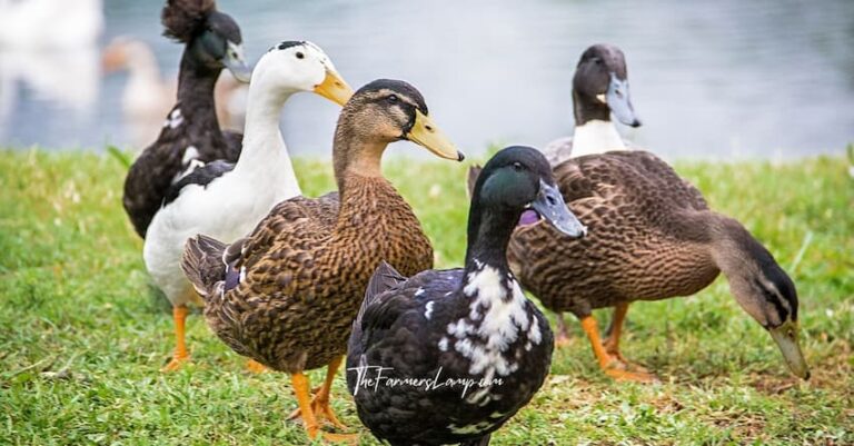 Raising ducks by a pond with green grass.
