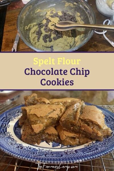 Spelt Cookies - Chocolate Chip Baked spelt cookies and spelt flour cookie dough with chocolate chips being stirred into a bowl.