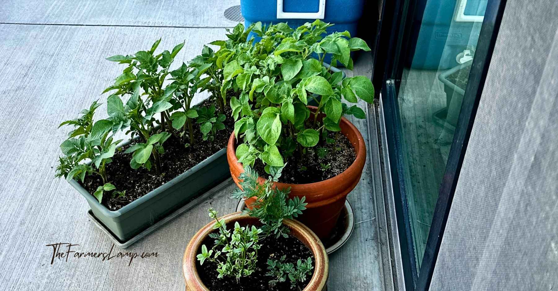 Growing Potatoes In Containers on a porch