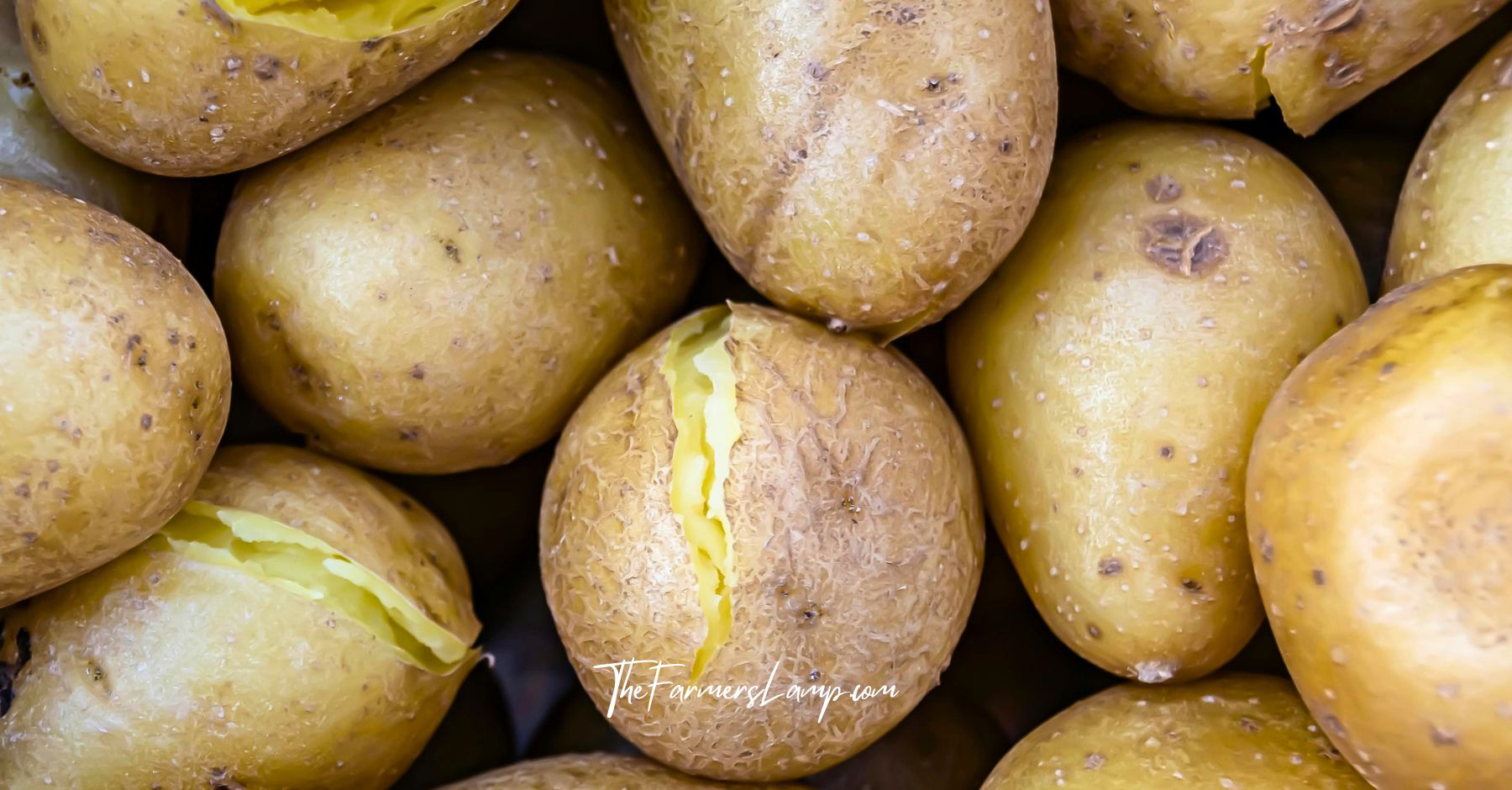 Growing Potatoes In Containers results of golden cooked potatoes with skin splitting