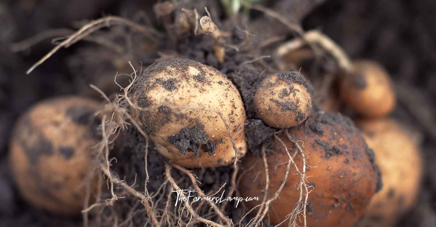 Example of Growing Potatoes In Containers with dirt and roots showing from freshly dug potatoes