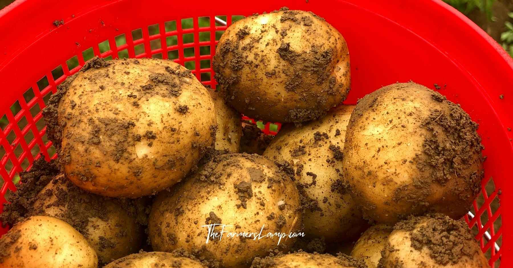 Harvest potatoes grown in containers with dirt still attached in a red basket.