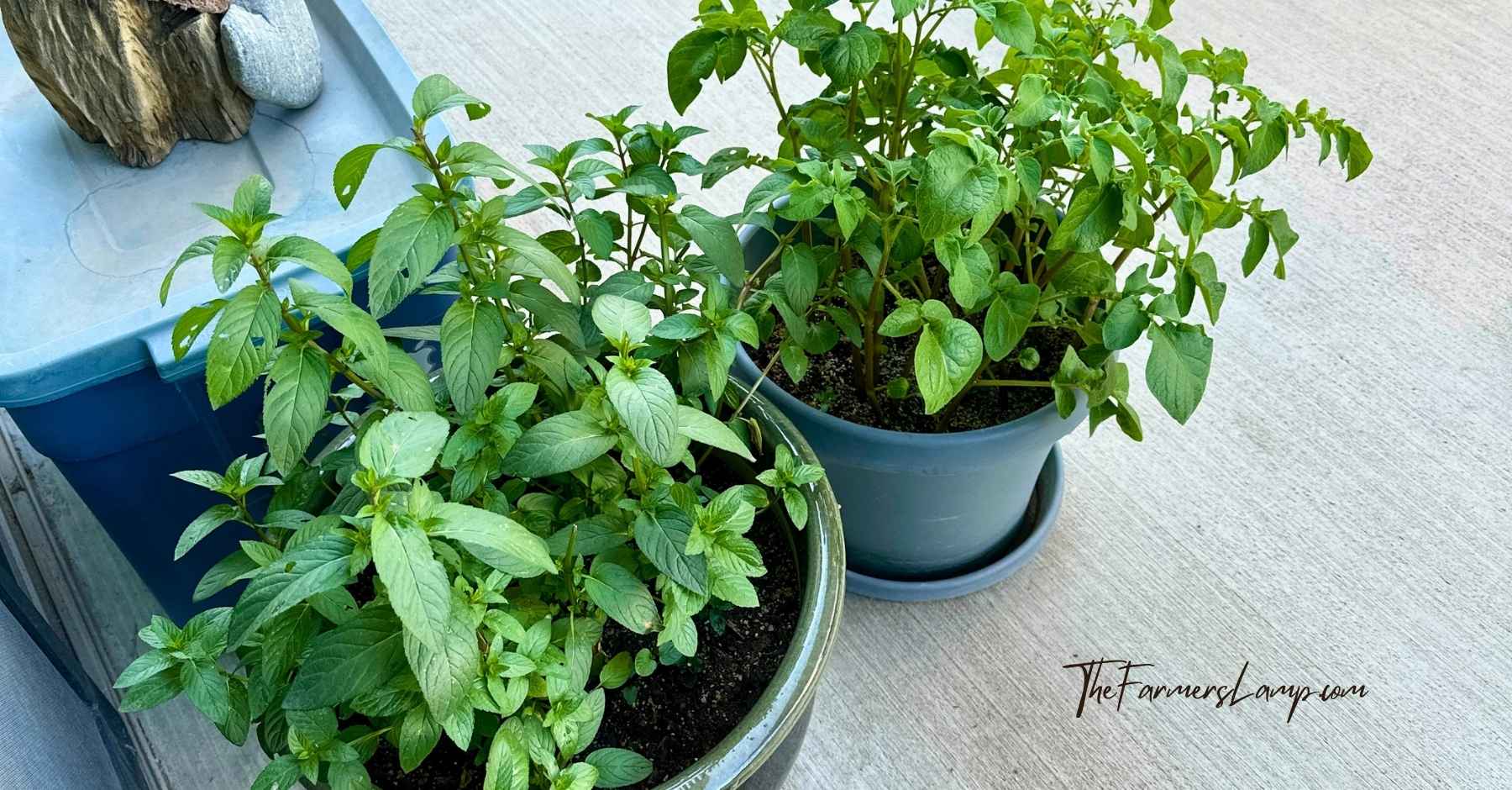 Growing Potatoes In Containers on a porch in 2 green pots