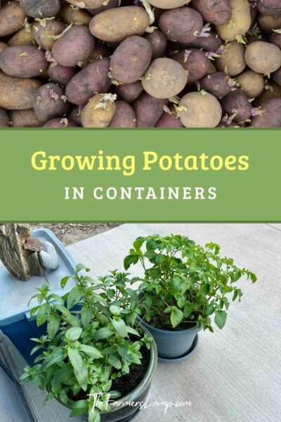 Growing Potatoes In Containers Pin with potatoes sprouting and leafy greens growing in pots on a porch.