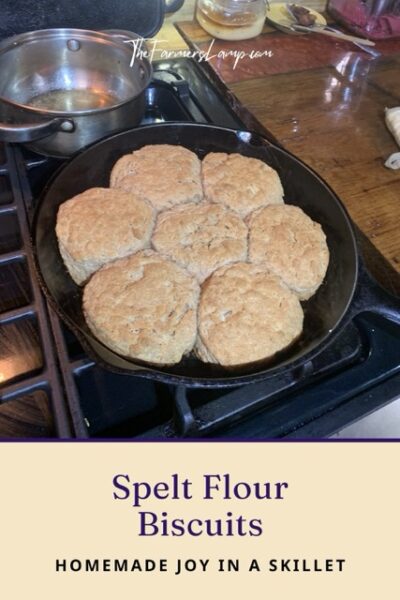 Spelt Flour Biscuits Recipe Spelt Flour Biscuits Recipe cooking in a cast iron skillet.