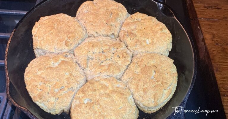 spelt flour biscuits in a cast iron skillet