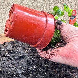 Growing Mint in Containers 1 Growing Mint in Containers start in a small reddish brown plastic container.