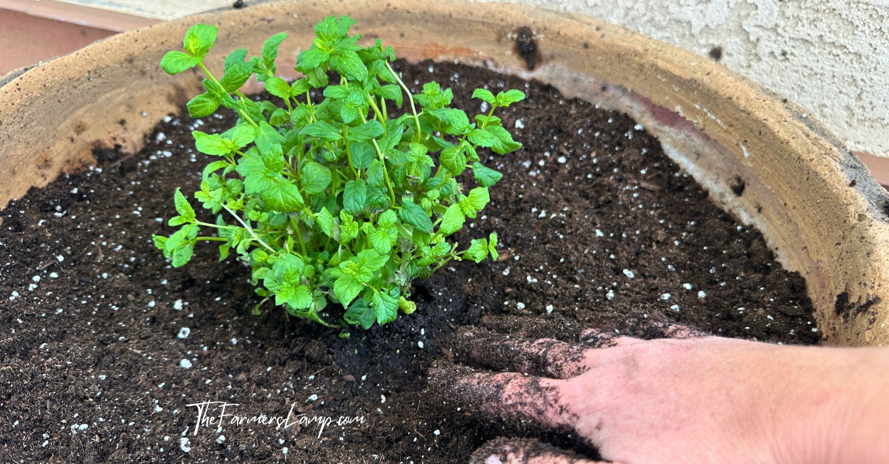 Growing Mint in Containers with a freshly planted start.