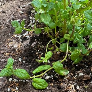 Growing Mint in Containers 10 Mint growing in a container recovered from frost damage.