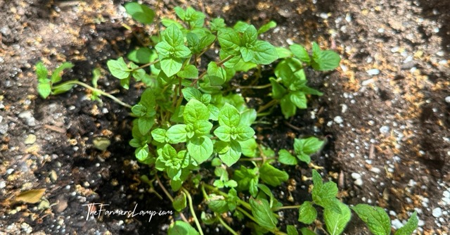 Growing Mint in Containers with a freshly planted start.