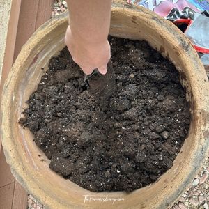 Growing Mint in Containers 2 Large pot with soil being broken up by a trowel