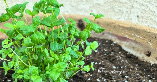 Growing Mint in Containers with a freshly planted start.