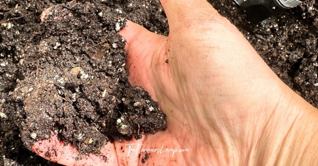 Hand holding freshly watered potting soil.