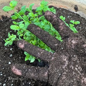 Growing Mint in Containers 4 Growing Mint in Containers all planted and with a soil covered hand in front from planting.