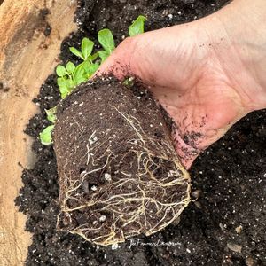 Growing Mint in Containers 7 Growing Mint in Containers with roots bound from smaller container.