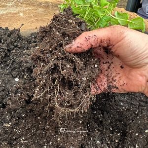 Growing Mint in Containers 8 Growing Mint in Containers with roots loosened from smaller container.