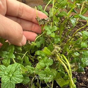 Growing Mint in Containers 9 Mint being grown in a container that was frost damaged