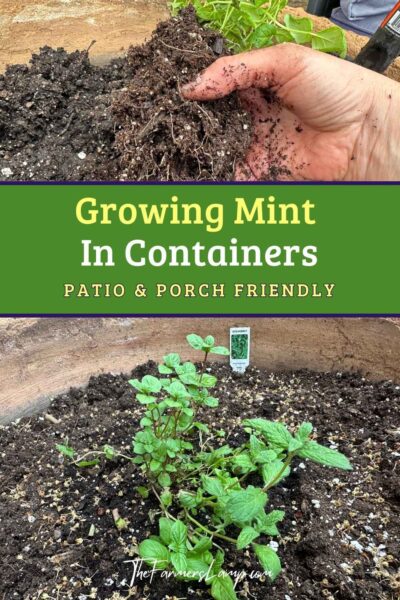 Growing Mint in Containers - Pin Growing Mint in Containers - Pin showing fresh mint being potted