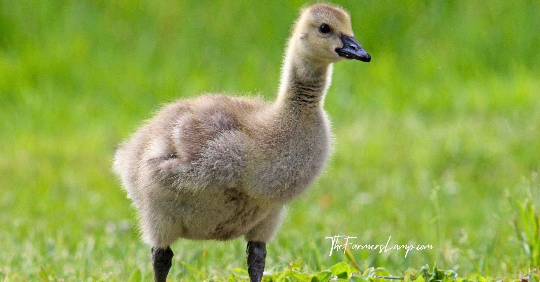 Young gosling on a green field, a common sight while raising geese.