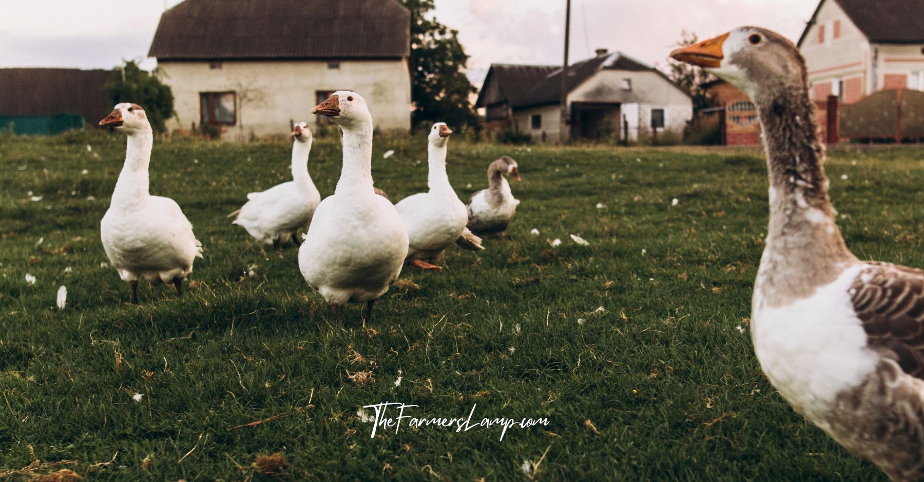 Geese in a farmyard with farm buildings in the background.