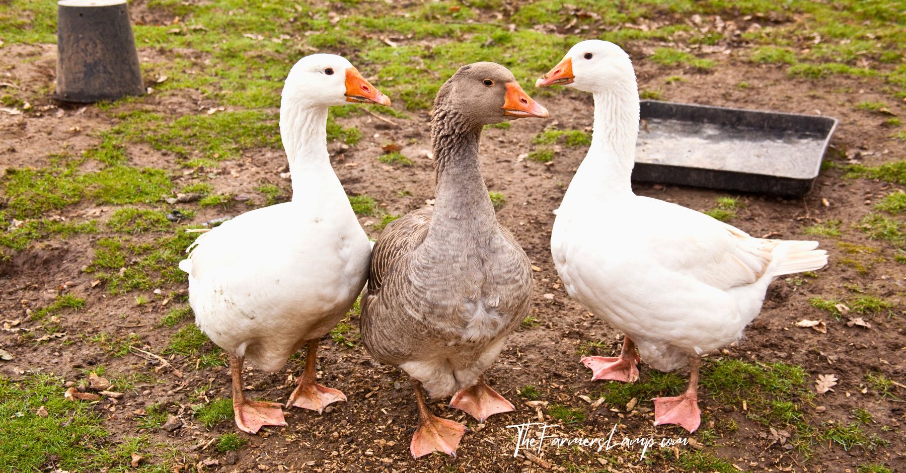 Two white geese and one grey goose - Raising Geese Guide