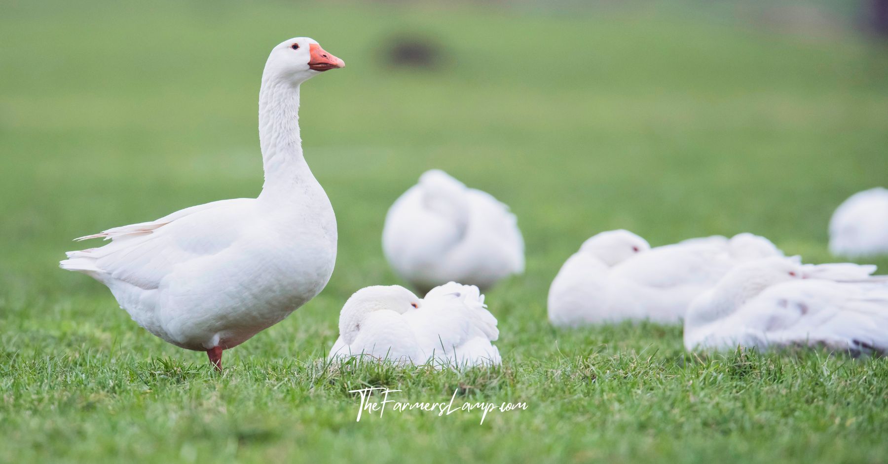 White geese standing and laying down in green grass.