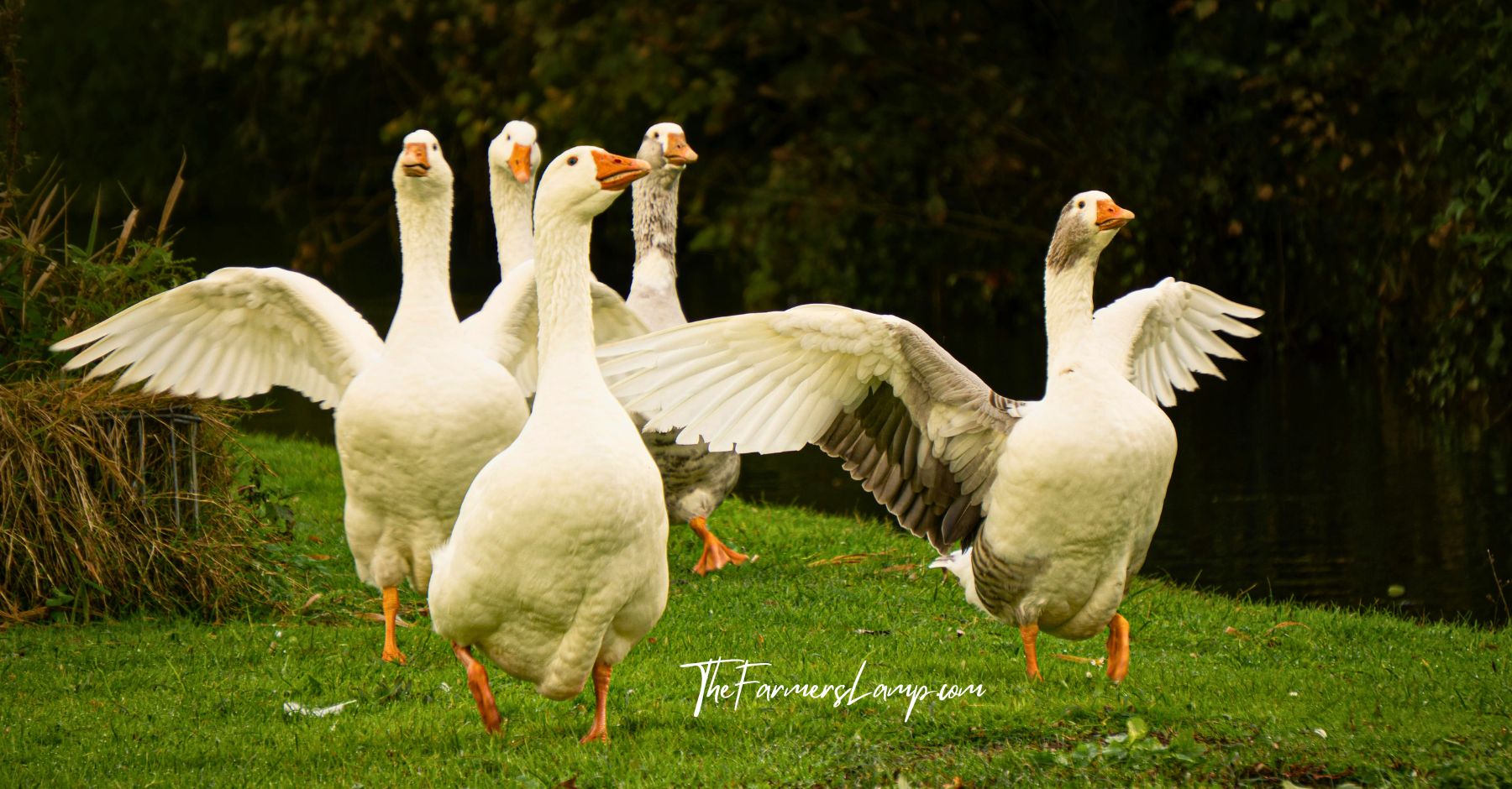 Five geese with wings spread and running towards the camera