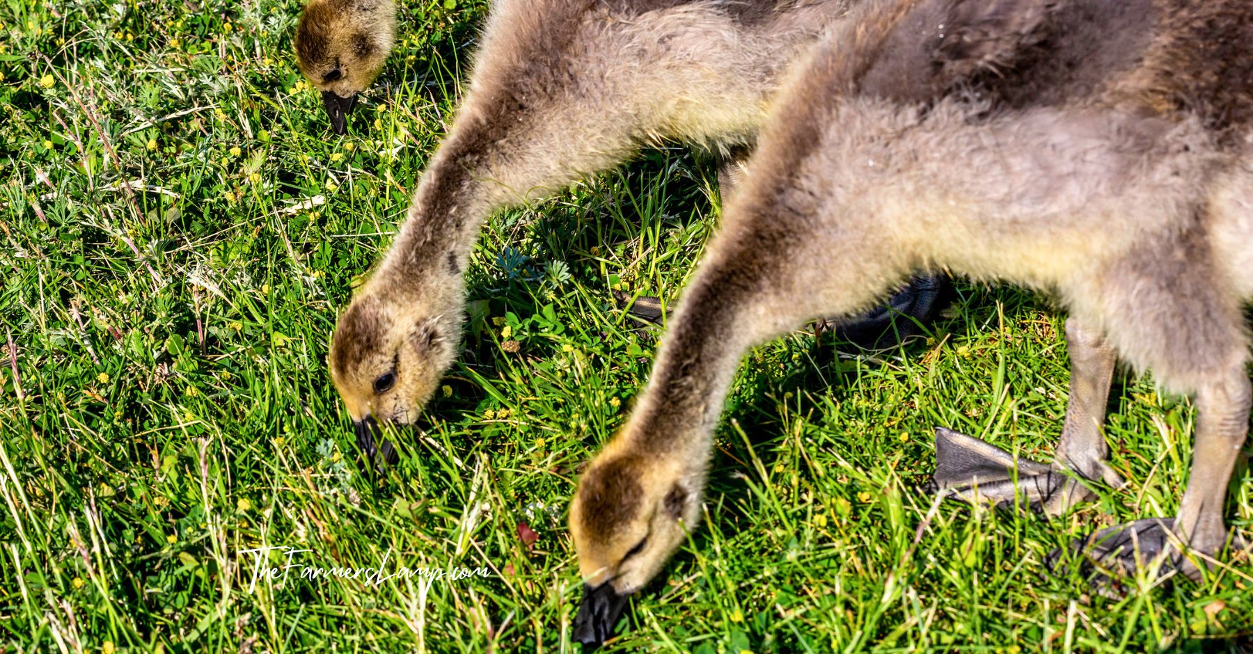Young geese being raised on green grass.