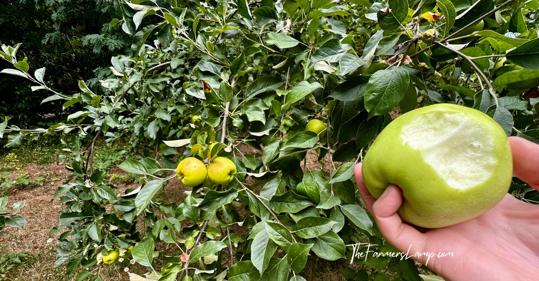 Fruit Tree Planting - Green apple with bite taken out of it and apple tree in the background.
