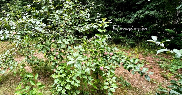 Fruit Tree Planting - Example of a healthy, 4 year old apple tree.