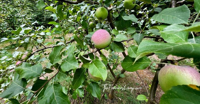 Fruit Tree Planting h4 Fruit Tree Planting - Red and green apples bearing on a fruit tree branch.