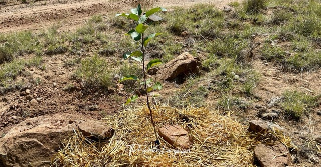 Fruit Tree Planting - Grafted heritage apple tree recently planted.
