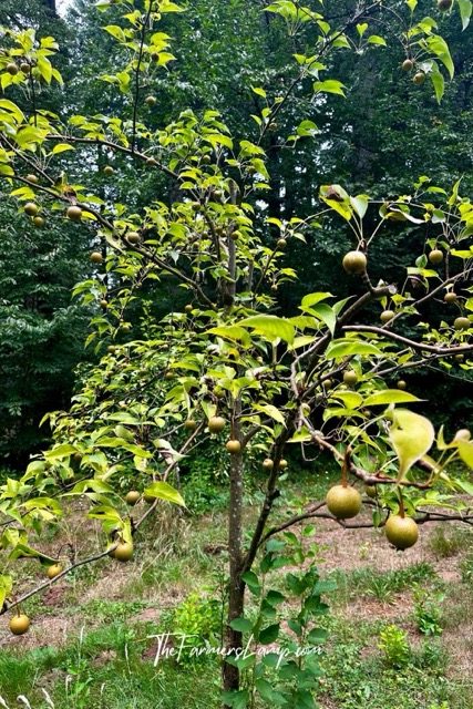 Fruit Tree Planting v1 Fruit Tree Planting - Young asian pear fruit tree.