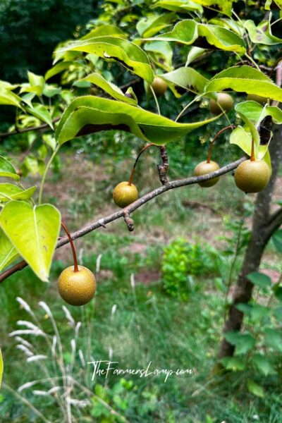 Fruit Tree Planting v 2 Fruit Tree Planting - Young asian pears ripening on a fruit tree.