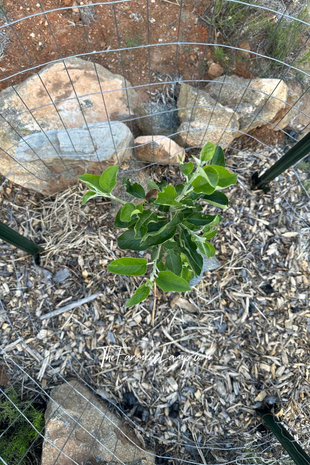 Fruit Tree Planting v 3 Fruit Tree Planting - Heritage apple planted with wire fencing surround.