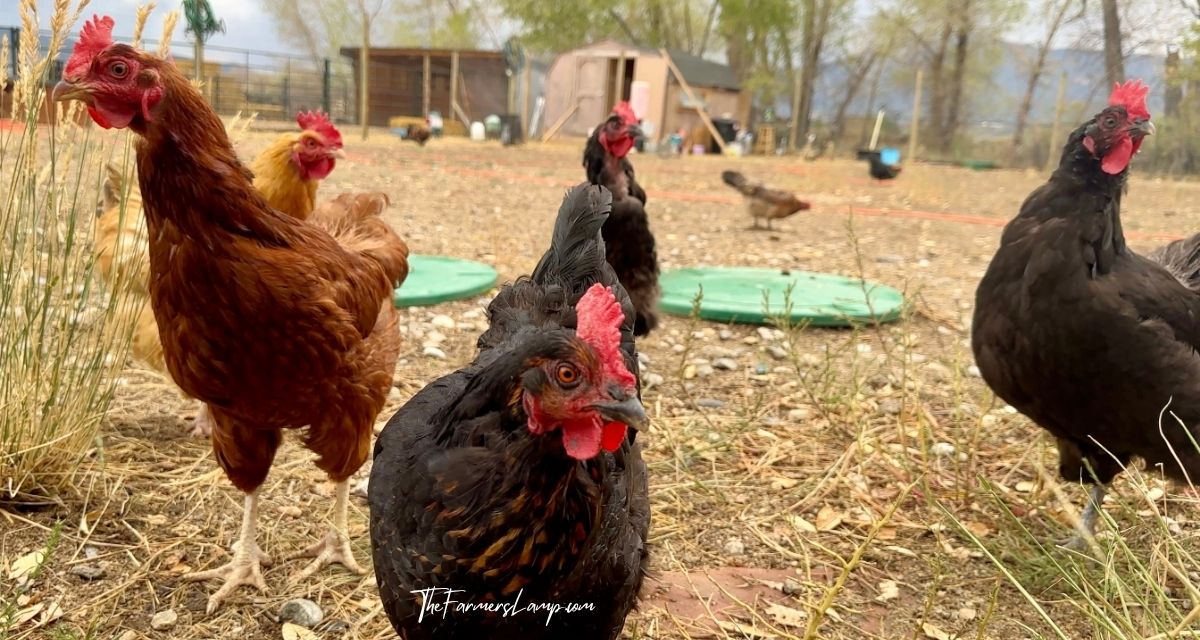 Clipping Chicken Wings - Chickens in their run